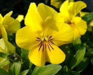 青州2013年綠化苗木價格咨詢與訂購指南 聚焦萬美花卉苗木基地