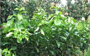 精選三紅蜜柚苗與紅心蜜柚苗，廠家直供，品質保障，歡迎批發洽談